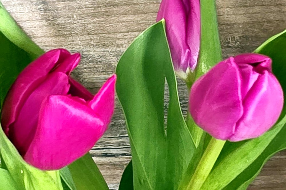 Zbliżenie na r&oacute;żowe tulipany z zielonymi liśćmi na drewnianym tle, symbolizujące Dzień Kobiet.